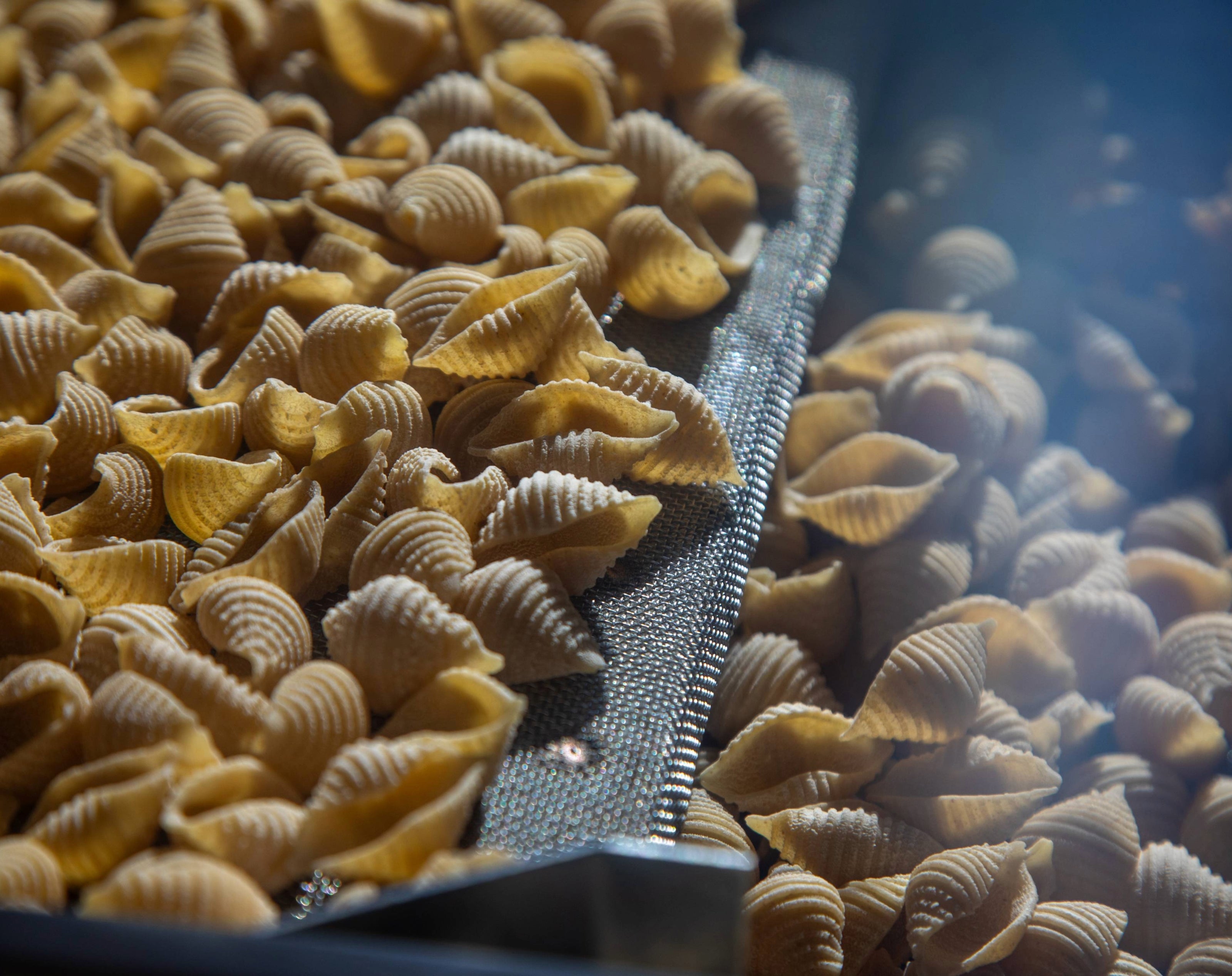 Close-up of shell-shaped pasta on a metal surface